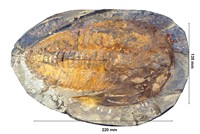 Amdalusiana cornuta